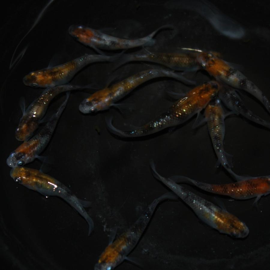 メダカ 三色ラメ幹之 3ペア オス3匹 メス3匹 繁殖セット Me Pr0109 金魚屋しみず Yahoo 店 通販 Yahoo ショッピング
