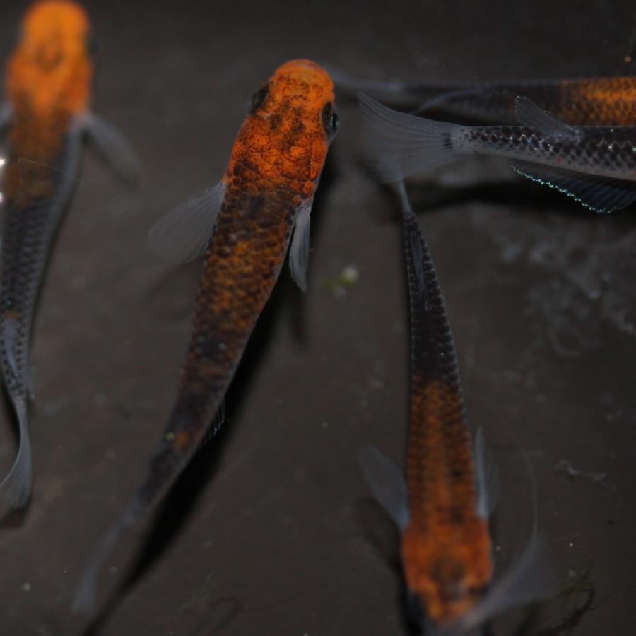 メダカ 女雛 1ペア オス1匹 繁殖セット 情熱セール メス1匹