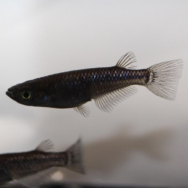 メダカ ブラックダイヤ 1ペア オス1匹 メス1匹 繁殖セット Me Pr0149 金魚屋しみず Yahoo 店 通販 Yahoo ショッピング