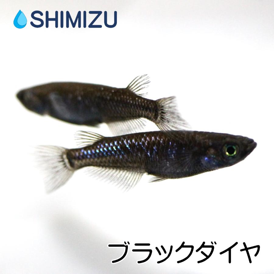 クリスマス特集 ブラックダイヤ 2ペア 4匹 繁殖セット メダカ ブラックダイヤ 2ペア オス2匹 メス2匹 繁殖セット 観賞魚生体 Www Helendoron Pe