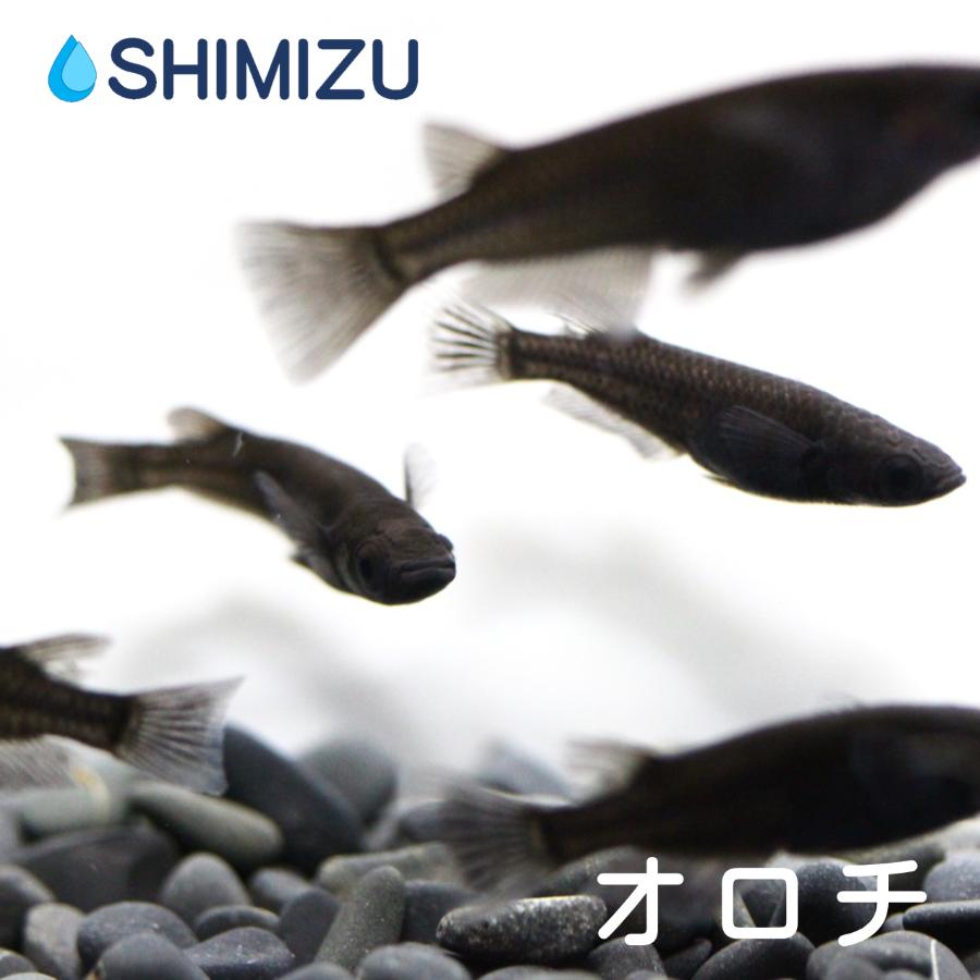 メダカ オロチ 1ペア オス1匹 メス1匹 繁殖セット Majesticxpress Com