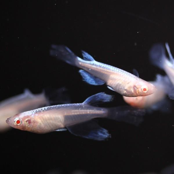 メダカ 龍の瞳 松井ヒレ長アルビノ幹之 1ペア オス1匹 メス1匹 繁殖セット Me Pr0162 金魚屋しみず Yahoo 店 通販 Yahoo ショッピング