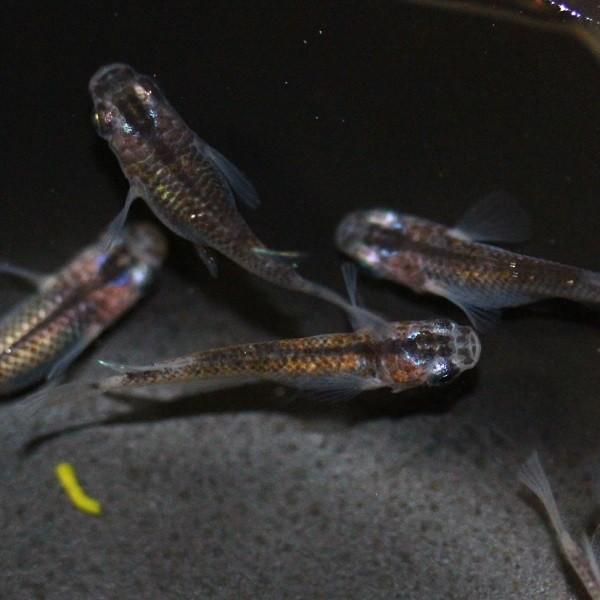 女雛メダカ！！ 1匹800円！ おまけ付き めだか