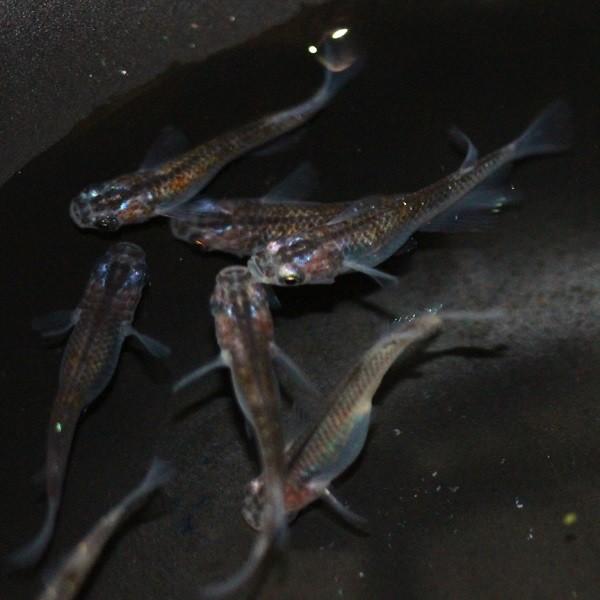 女雛メダカ！！ 1匹800円！ おまけ付き めだか