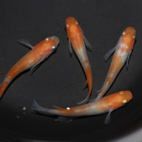 恵比寿 大黒 セット 木彫り 彩色 手彫 柘植材 31