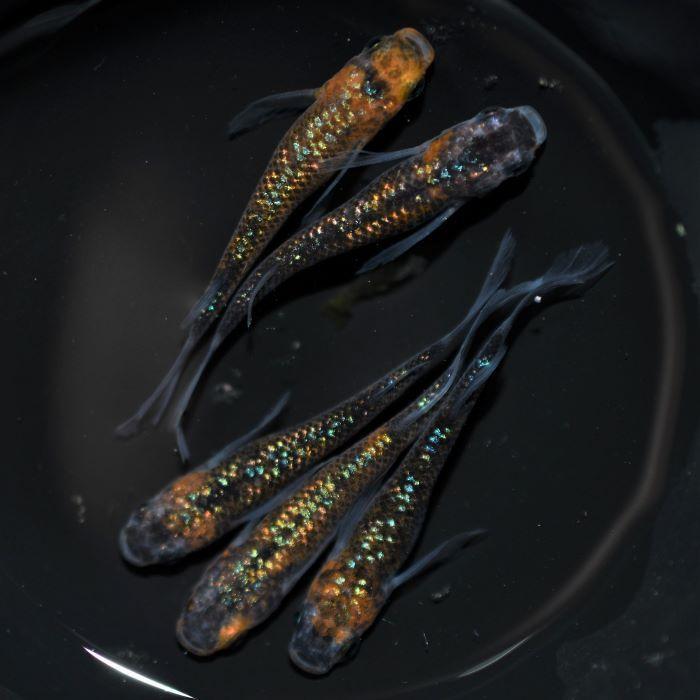 メダカ 忘却の翼 2ペア オス2匹 メス2匹 繁殖セット Me Pr0178 金魚屋しみず Yahoo 店 通販 Yahoo ショッピング