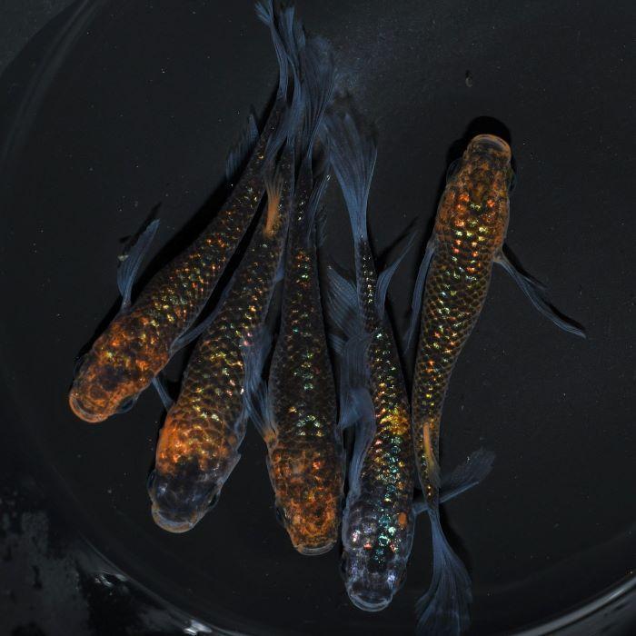 メダカ 忘却の翼 3ペア オス3匹 メス3匹 繁殖セット Me Pr0179 金魚屋しみず Yahoo 店 通販 Yahoo ショッピング