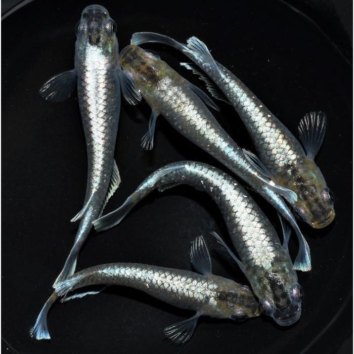 メダカ 鱗光 1ペア オス1匹 メス1匹 繁殖セット Pavlovastudio Ru