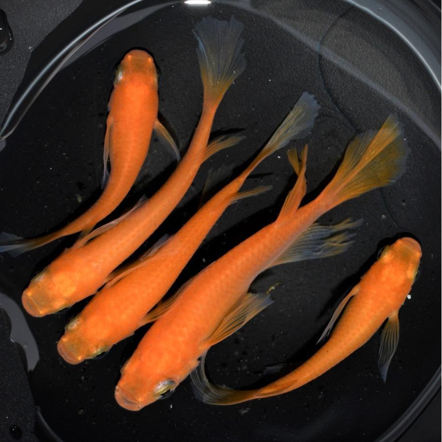 メダカ 松井ヒレ長 楊貴妃 1ペア オス1匹 メス1匹 繁殖セット Me Pr0198 金魚屋しみず Yahoo 店 通販 Yahoo ショッピング