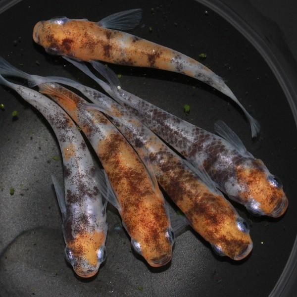 最高の メダカ 雲州三色 3匹 柔らかい Turningheadskennel Com