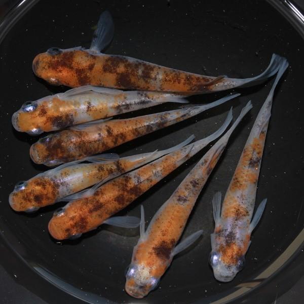 在庫一掃 メダカ 雲州三色 3匹 高級感 Www Aqtsolutions Com