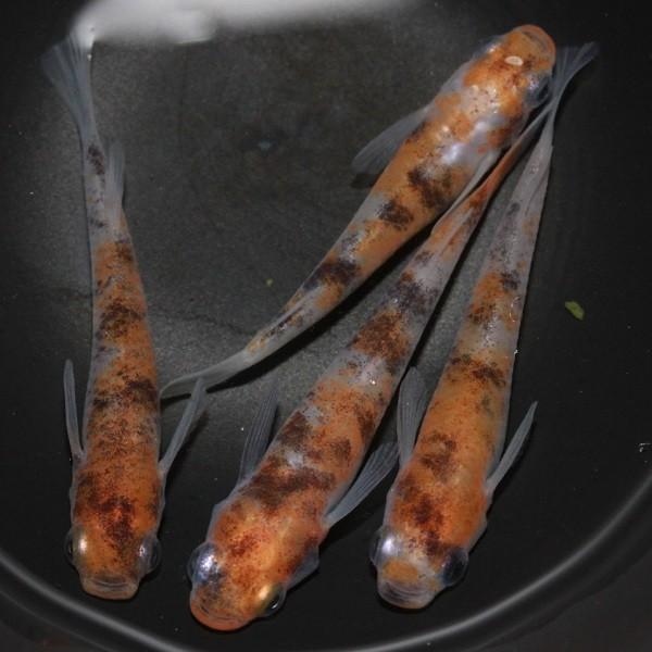 在庫一掃 メダカ 雲州三色 3匹 高級感 Www Aqtsolutions Com