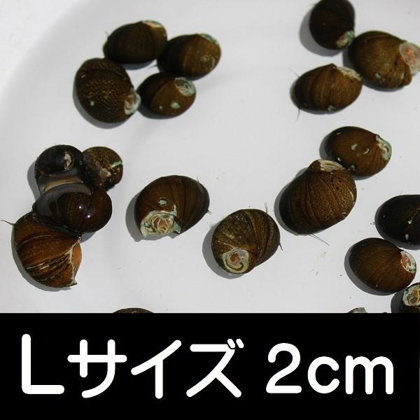 石巻貝 Ｌサイズ 20匹｜shimizukingyo