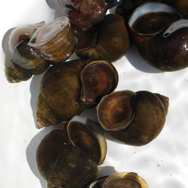 与え オオタニシ 1匹 観賞魚生体