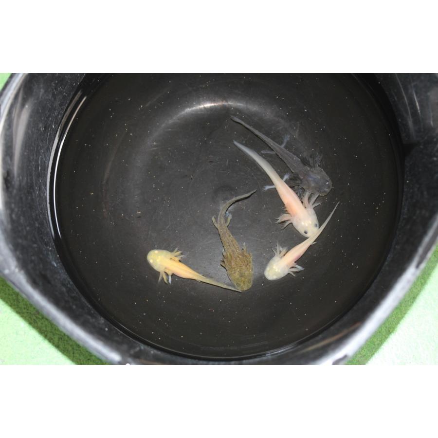 ウーパールーパー アルビノ 白 赤目 Ry Ah0004 金魚屋しみず Yahoo 店 通販 Yahoo ショッピング