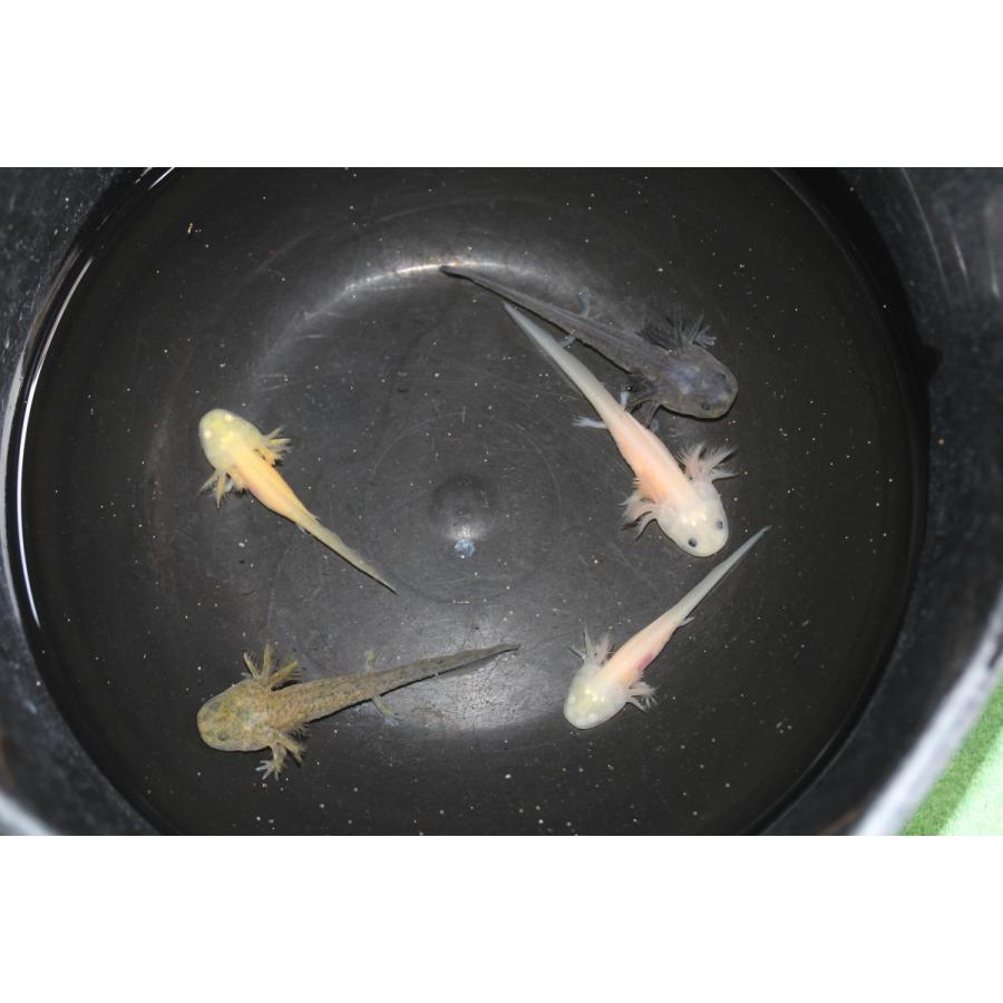 ウーパールーパー アルビノ 白 赤目 Ry Ah0004 金魚屋しみず Yahoo 店 通販 Yahoo ショッピング