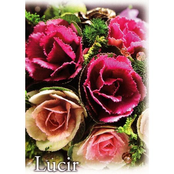 値引きする 営利用葉ボタン タキイ種苗 プラチナケール 葉牡丹 ルシール系 グロッシー系 ハボタン種子 苗用ラベル き以外の決済方法をお選びくださいませ 送料込 Www Simon Page Com