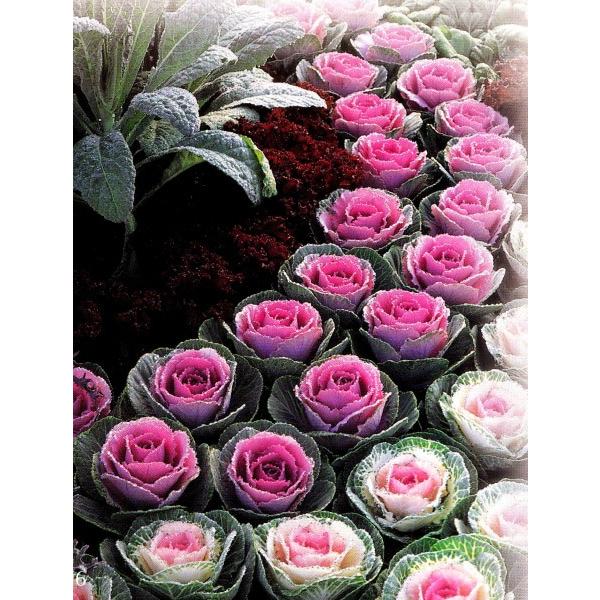 【営利用葉ボタン】　タキイ種苗　葉牡丹高性種　晴姿/初夢/初紅/冬紅/ウインターチェリー/バイアカラートーチ　☆ハボタン種子/苗用ラベル　☆代引き以外