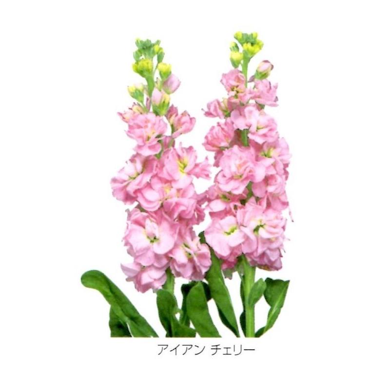 営利用ストック サカタのタネ 切り花用品種 ストック アイアン シリーズ ペレット種子3000粒 代引き以外をお選び下さいませ Fs 3000 清水屋種苗園芸ヤフーショップ 通販 Yahoo ショッピング