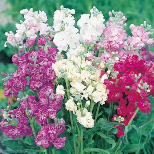 営利用ストック サカタのタネ 切り花用品種 ストック カルテット シリーズ ペレット種子 代引き以外をお選び下さいませ Fs 10 清水屋種苗園芸ヤフーショップ 通販 Yahoo ショッピング