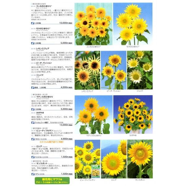 13円 素晴らしい外見 営利用 ひまわり種子 サカタのタネ ピーチパッション 代引き以外をお選び下さいませ