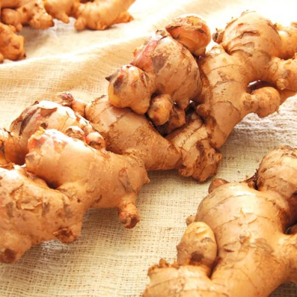 千葉県産　近江生姜　種生姜　20kg　大生姜 生姜種子】大生姜（おおしょうが）千葉県産「近江生姜」（おうみ