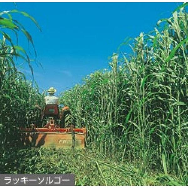 【ソルガム種子】タキイ種苗　「ラッキーソルゴーNeo」　20kg　★メーカー直送につき代引不可
