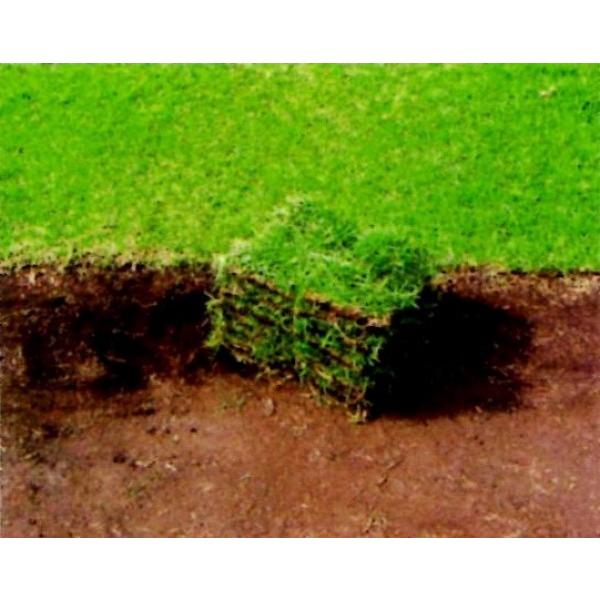「ティフブレア」張芝10平米分（関東・信越地区）【改良センチピートグラス苗（張芝）】タキイ種苗　★送料含む★PVP登録品種種子★代引不可