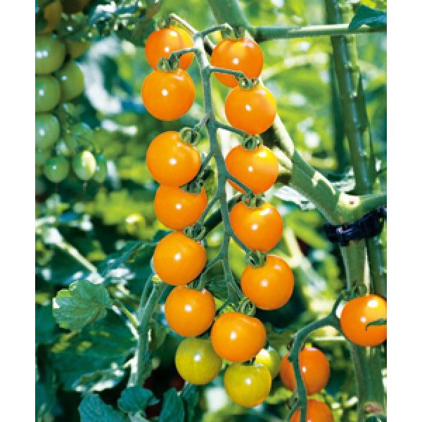 ミニトマト タキイ交配 オレンジ千果 おれんじちか 1000粒 新タネは種子切替えの12月以降のお届けを予定 Supersport Tn