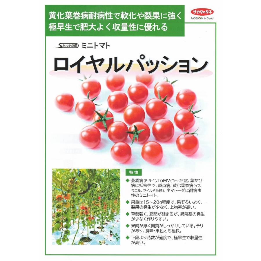 ミニトマト種子】サカタ交配 黄化葉巻病耐病性「ロイヤルパッション