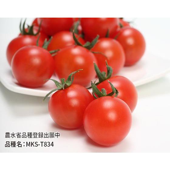 ミニトマト種子】ヴィルモランみかど ウルとまシリーズ（うるとま） TY