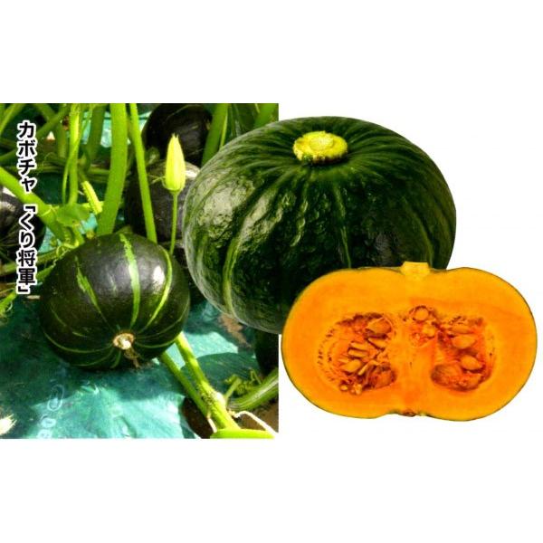 最安値級価格 カボチャ種子 ダイヤ交配 トキタ種苗 くり将軍 くりしょうぐん 小袋 新タネは種子切り替えの1月以降のお届を予定