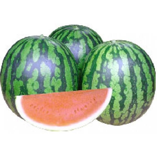 大玉スイカ 宇治交配 ほお晴れ 100粒 新タネは種子切り替えの1月以降のお届を予定 Www Nlqp Com