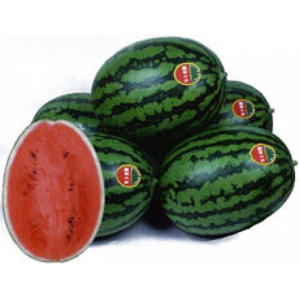 宇治交配（丸種）　夏まくら 200粒　★新タネは種子切り替えの1月以降のお届を予定