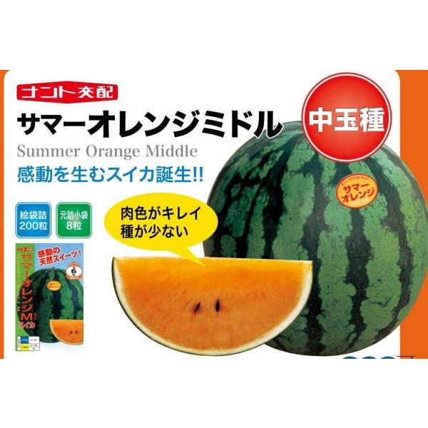 中玉スイカ種子】ナント交配 「サマーオレンジミドル」200粒 ☆新タネ