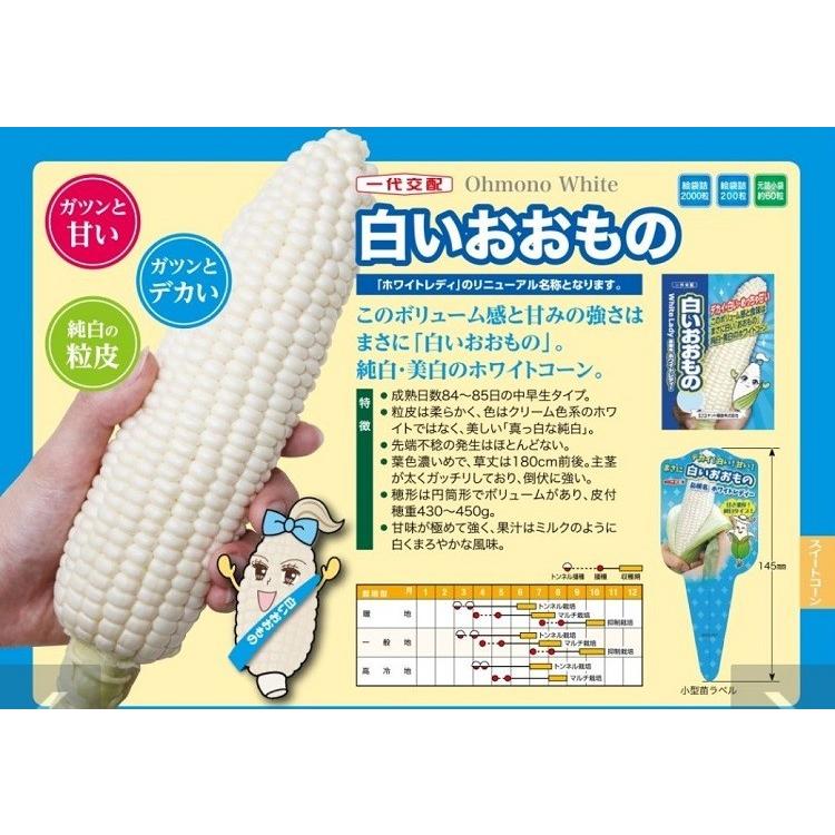 トウモロコシ種子】ナント交配 白いおおもの 2000粒 ☆新タネは種子