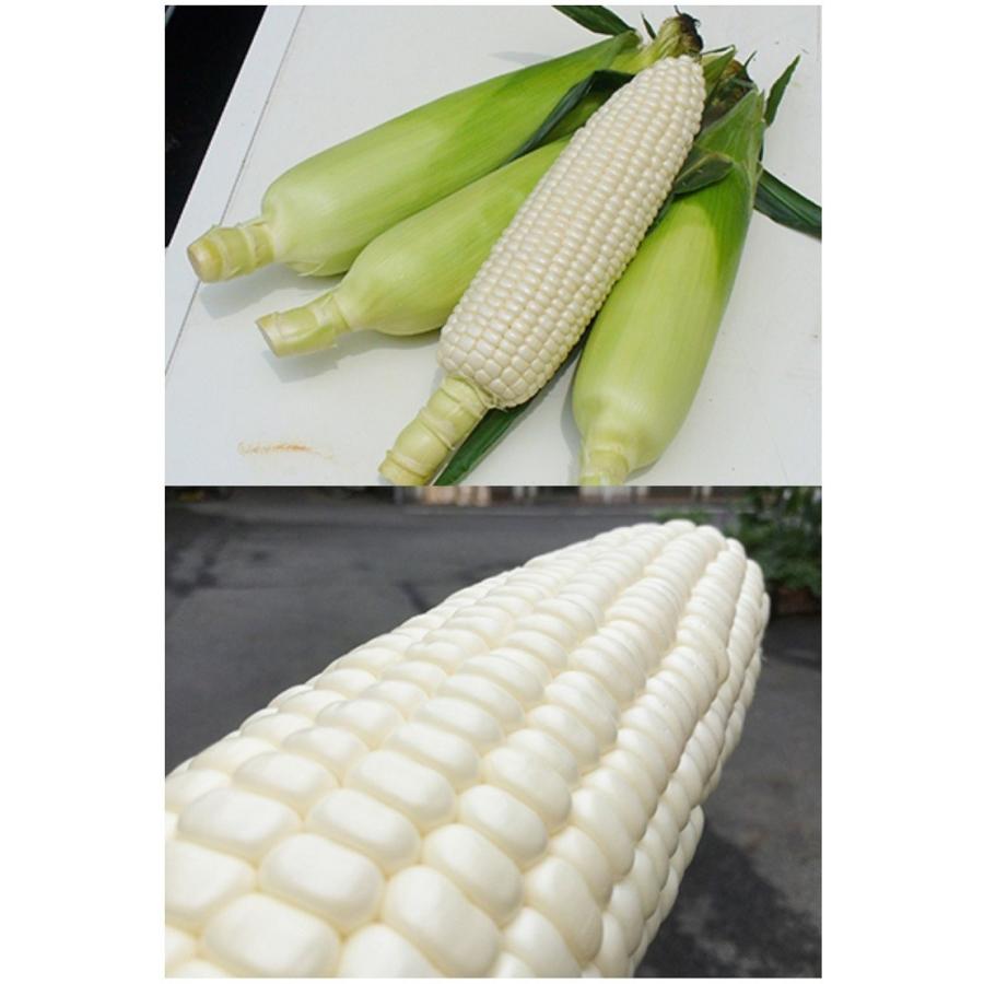 トウモロコシ種子】ナント交配 白いおおもの 2000粒 ☆新タネは