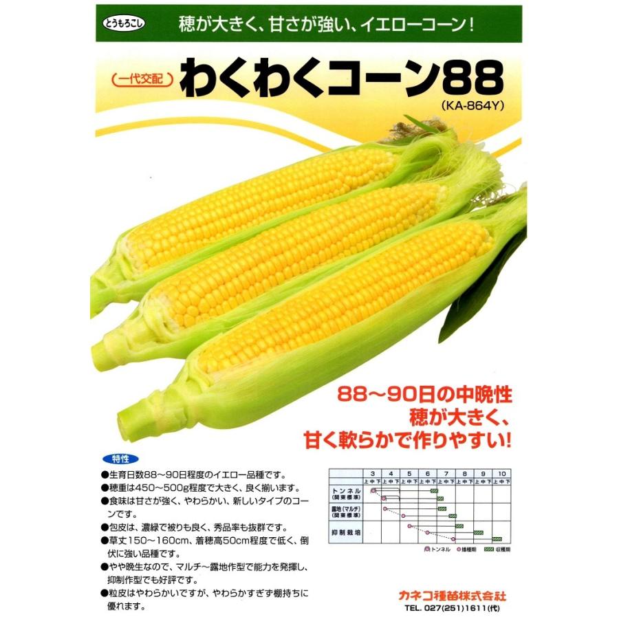 トウモロコシ種子】カネコ交配 「わくわくコーン88」 100粒 ☆1月以降