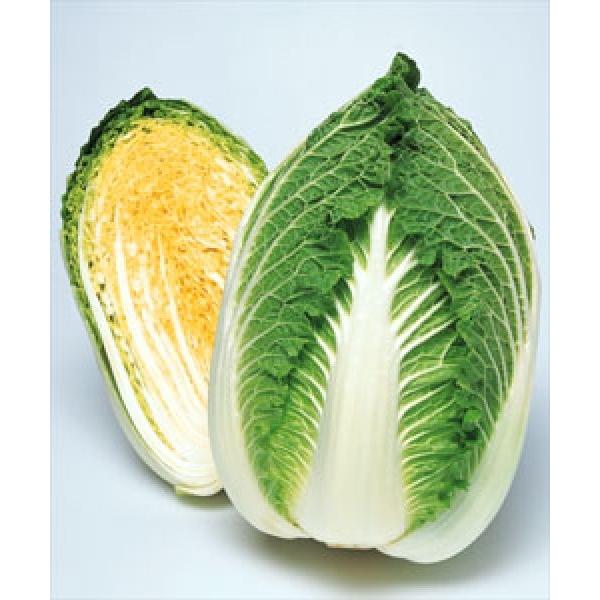 タキイ交配 生理障害が少ない 黄ごころ90 90日型 小袋 新タネ