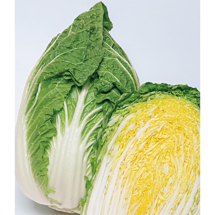 ハクサイ種子】タキイ交配 黄づつみ95（きづつみ）小袋 ☆新タネのお