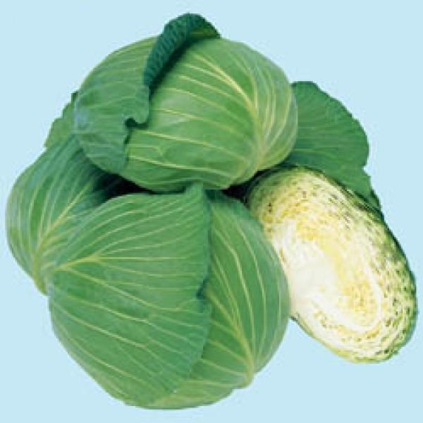 【キャベツ種子】タキイ交配　「夢ごろも」　5000粒コート　★品薄　★代引不可