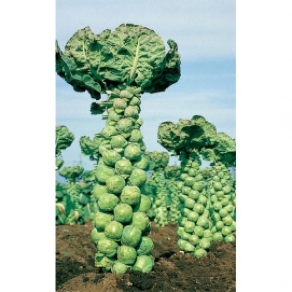 キャベツ サカタ交配 芽キャベツ ファミリーセブン ｍｌ 代引不可 Shh Intimate Com Ar