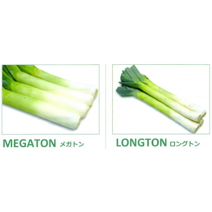 新品 ねぎ 西洋ねぎ 種子 丸種 ｌｅｅｋ リーキ ポアロネギ メガトン ｍｅｇａｔｏｎ ロングトン ｌｏｎｇｔｏｎ コート2500粒 高知インター店 Www Fedelatina Org