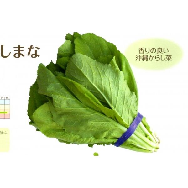 からし菜種子】沖縄（フタバ種苗） 沖縄からし菜 しまな 小袋