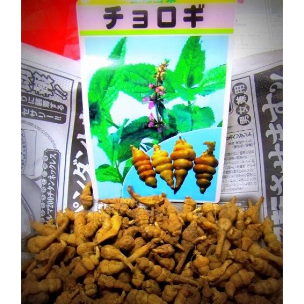 健康野菜 チョロギ 長老木 ちょろぎ の種子 約500ｇ 約300粒前後 2月下旬からのお届け Www Buhlenkalashe Co Za