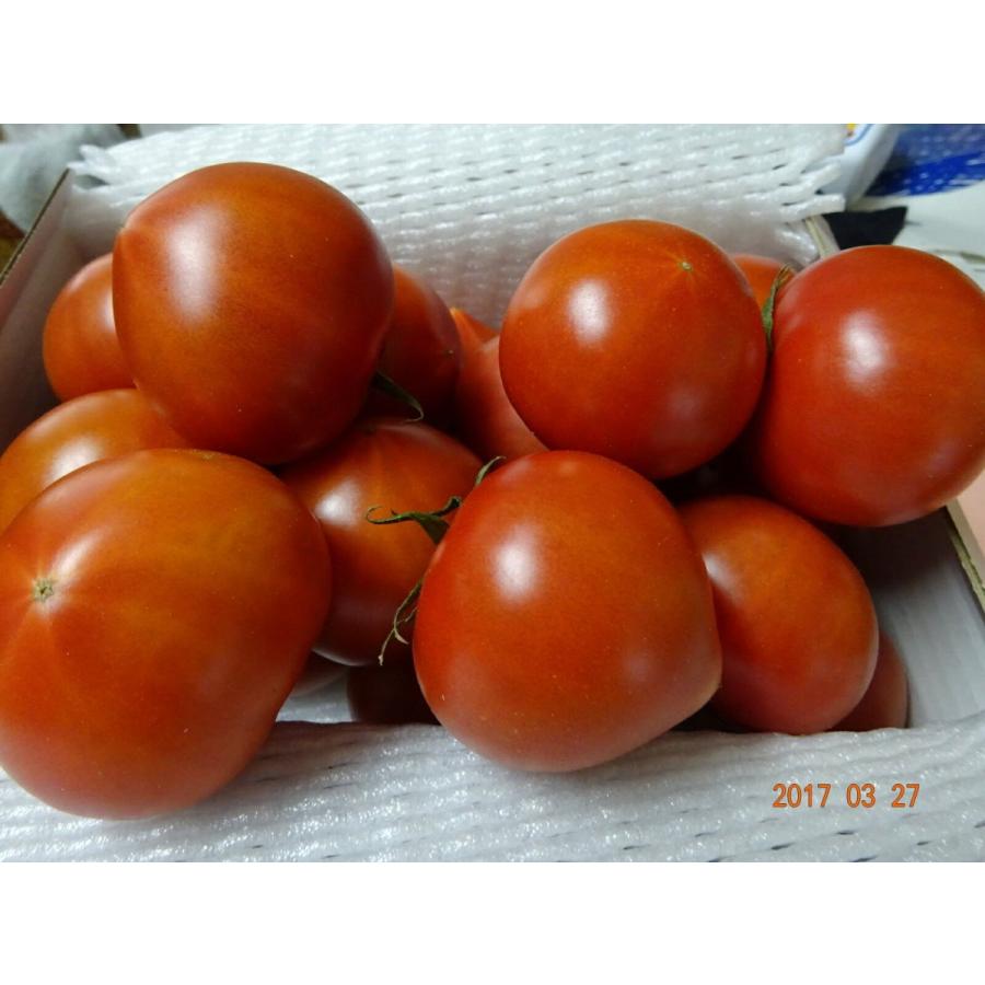 高糖度フルーツトマト”麗” 約800g入り : しもさわ青果販売 - 通販