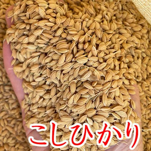 2024年産【 もみ米 10kg 】長野県産 こしひかり 保存米 もみ 2024年産【 もみ米 10kg 】長野県産 こしひかり 保存米 もみ