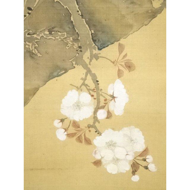 ys5576261; 三熊花顛筆 桜図 肉筆絹本掛軸（保護箱）【道】 【公式通販】