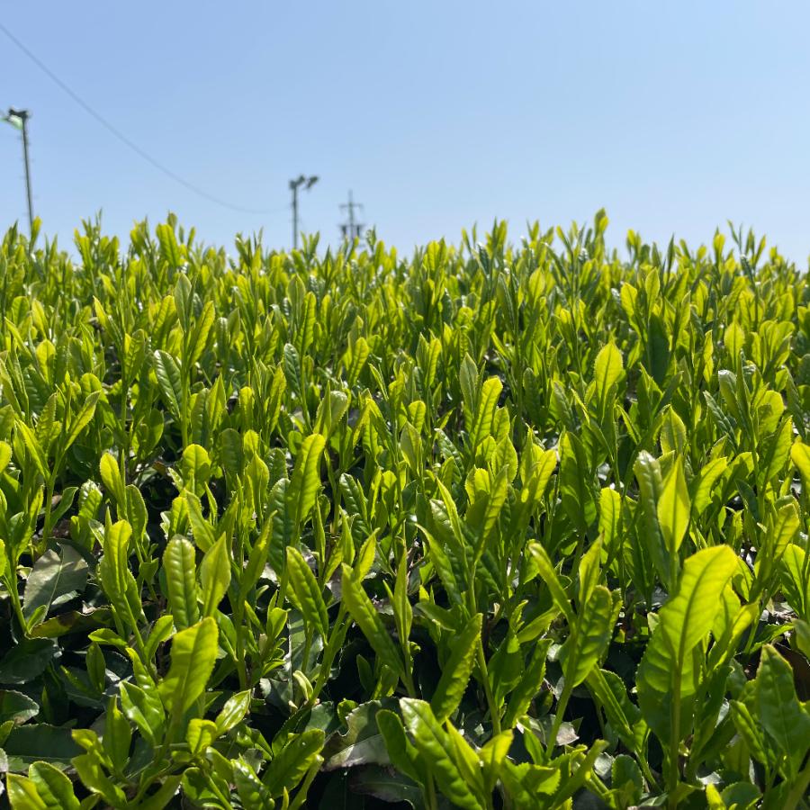 新茶 日本茶 緑茶 煎茶 お茶 伊勢茶 一番茶 【2024年 初摘み 新茶 かぶせ茶80g】｜shineiseicha｜04