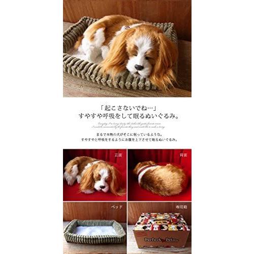 パーフェクトペット スヤスヤ息をしてるようにお腹が動くぬいぐるみ キャバリア 小 小 Myk Unv25v4be Shining雅 通販 Yahoo ショッピング